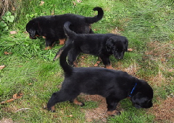 Das Trio vom Hesporus