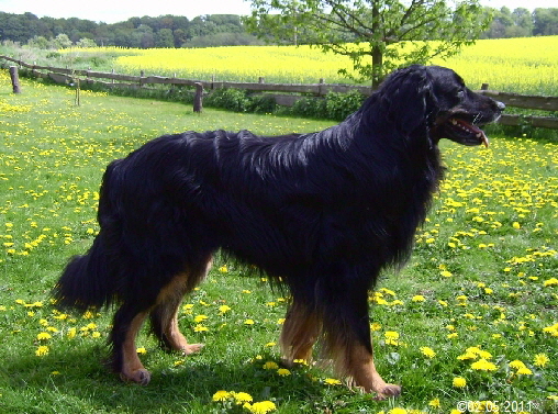 Wando