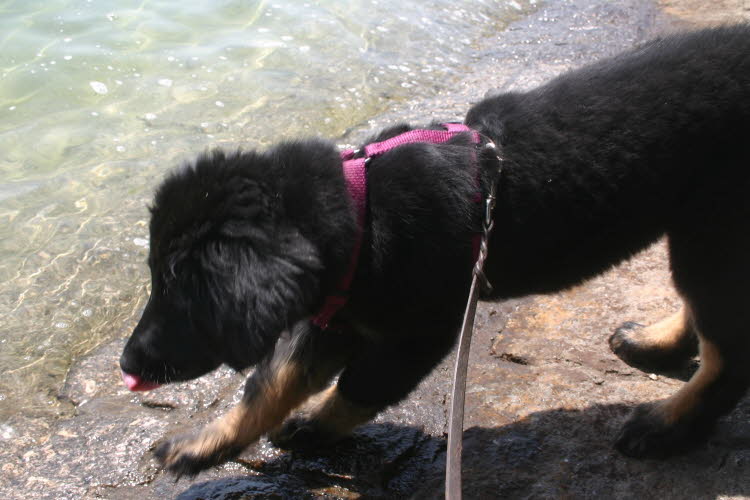 110823 Magic testet Bodenseewasser