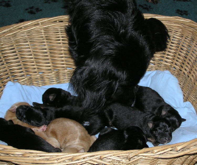 Aylins Welpen2011-05-3102