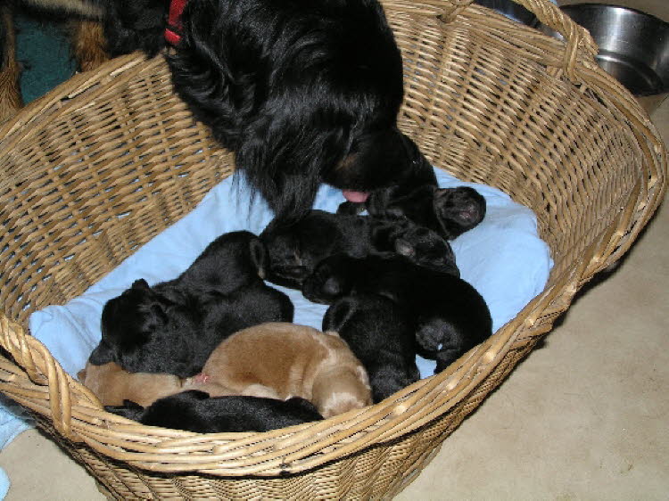 Aylins Welpen2011-05-3103