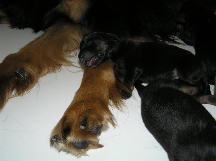 Aylins Welpen2011-06-0201