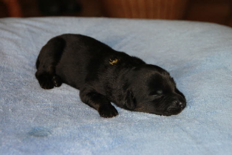 Aylins Welpen2011-06-0501