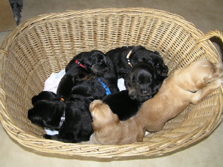 Aylins Welpen2011-06-1301