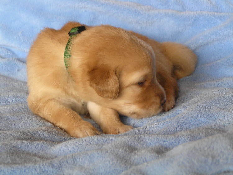 Aylins Welpen2011-06-1302