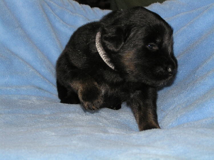 Aylins Welpen2011-06-1304