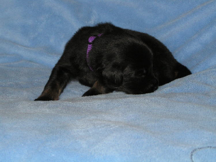 Aylins Welpen2011-06-1307