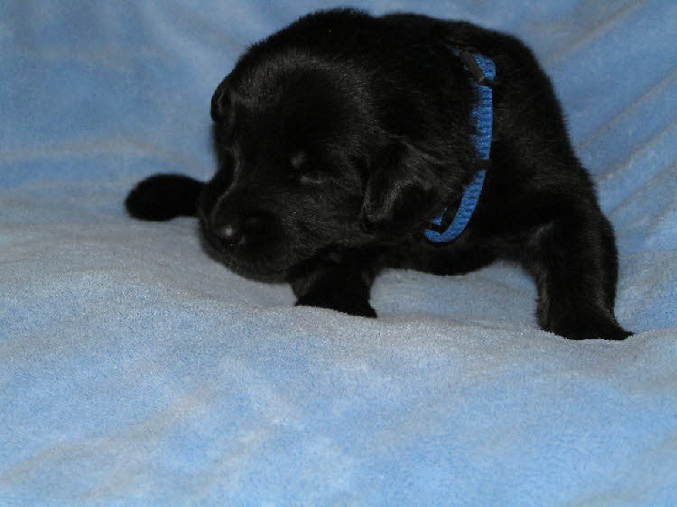 Aylins Welpen2011-06-1310