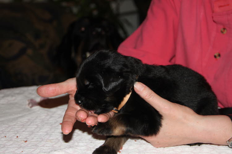 Aylins Welpen2011-06-19 02