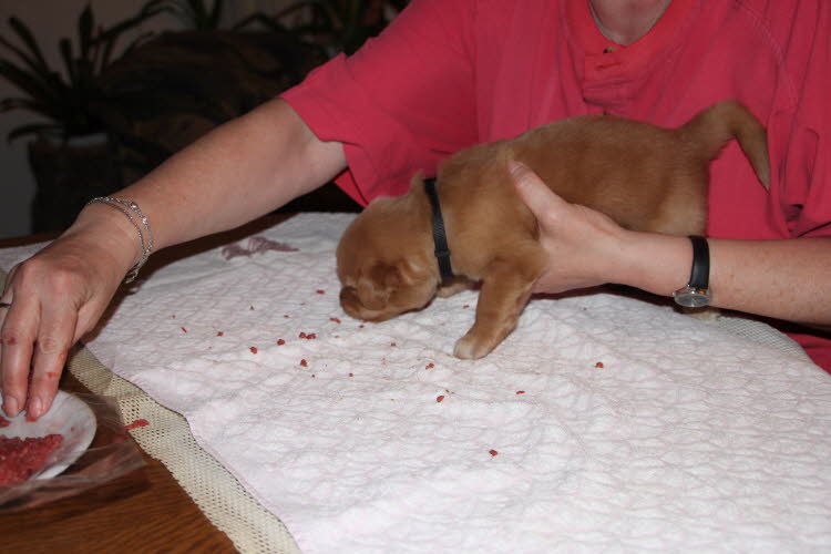 Aylins Welpen2011-06-19 03