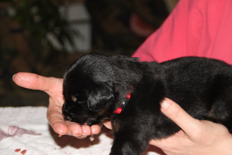 Aylins Welpen2011-06-19 05