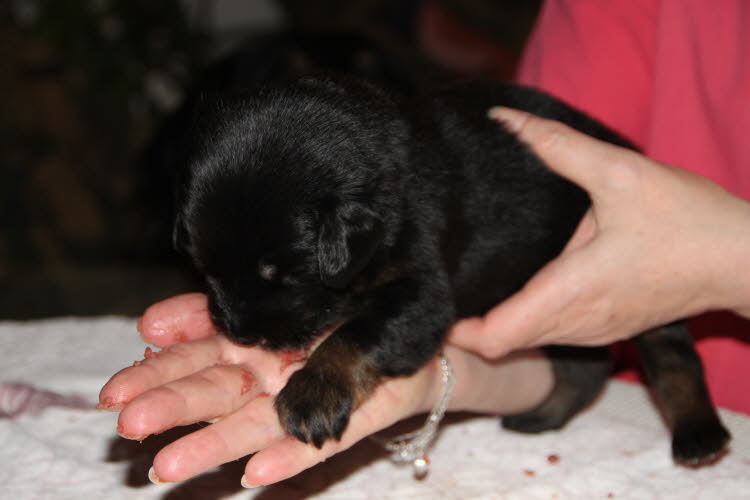 Aylins Welpen2011-06-19 06