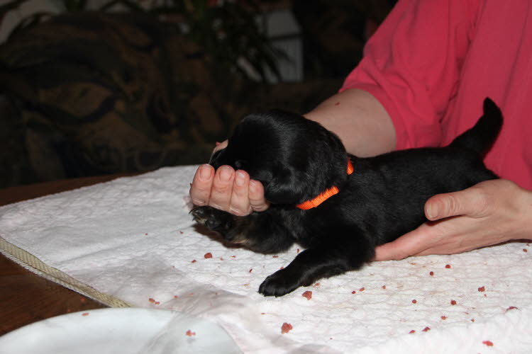 Aylins Welpen2011-06-19 07