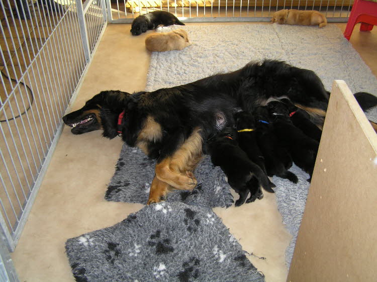 Aylins Welpen2011-06-19 14