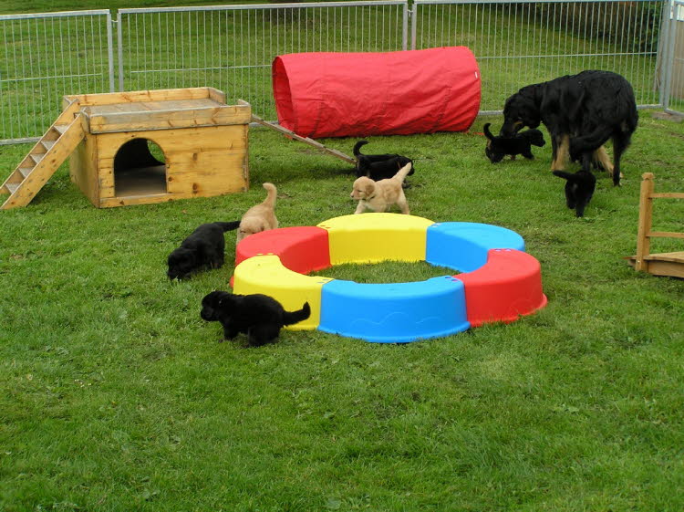 Aylins Welpen2011-06-26 07