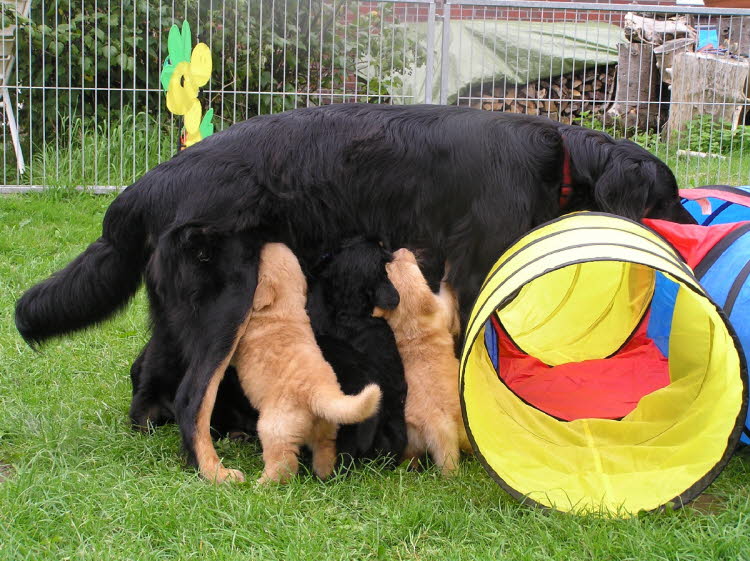 Aylins Welpen2011-07-04 03