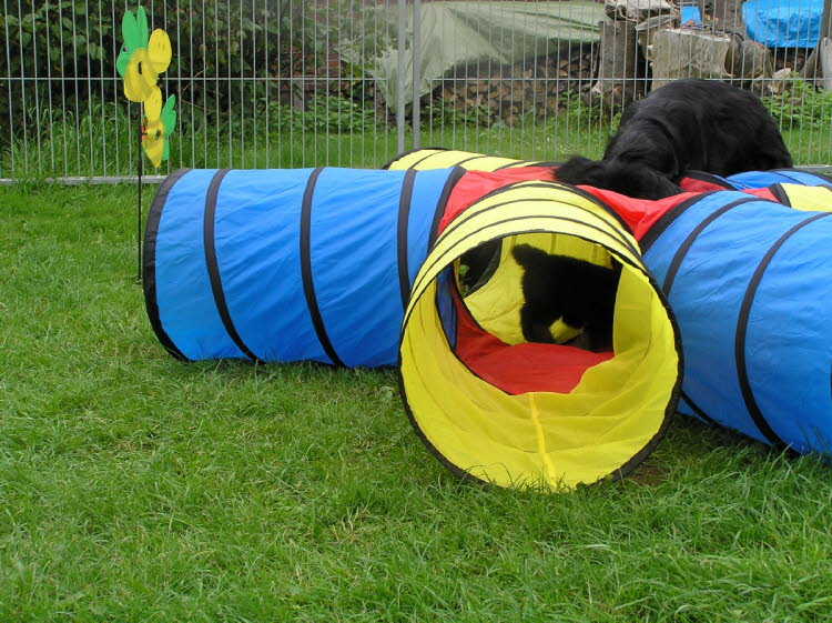 Aylins Welpen2011-07-04 04