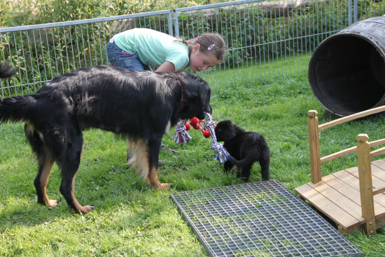 Aylins Welpen2011-07-12 06