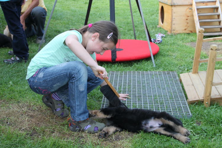 Aylins Welpen2011-07-12 09