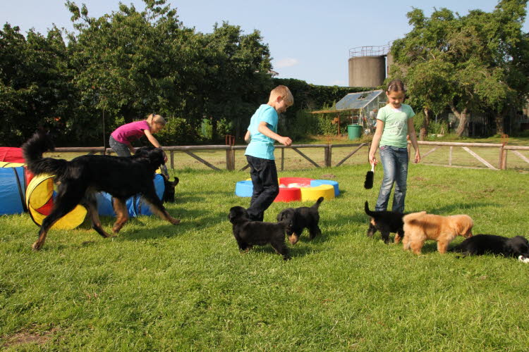 Aylins Welpen2011-07-12 12