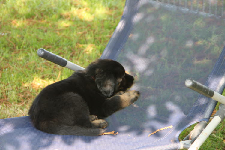 Aylins Welpen2011-07-12 14