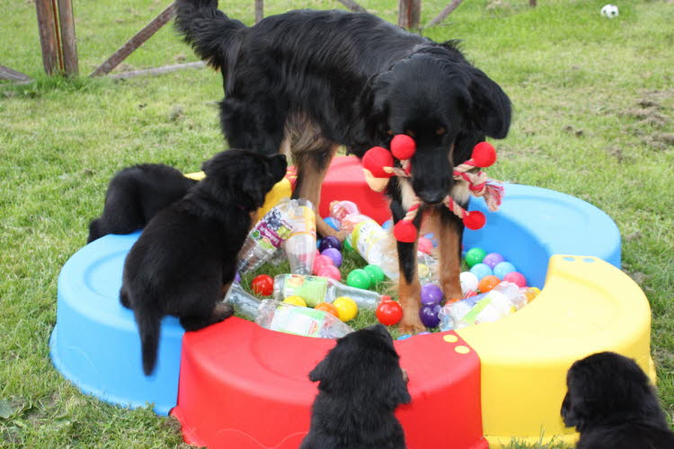 Aylins Welpen2011-07-12 18