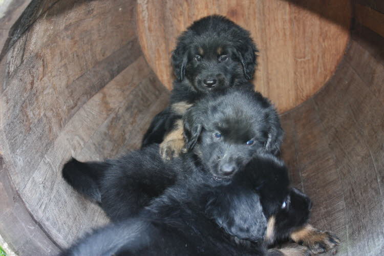 Aylins Welpen2011-07-12 19