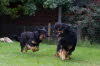 Aylins Welpen2011-07-18 04