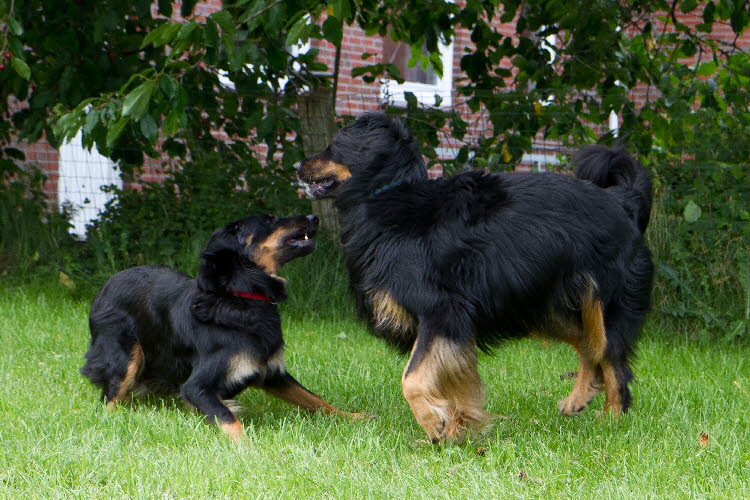 Aylins Welpen2011-07-18 05