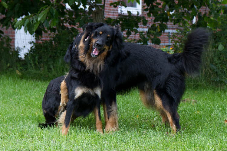 Aylins Welpen2011-07-18 06