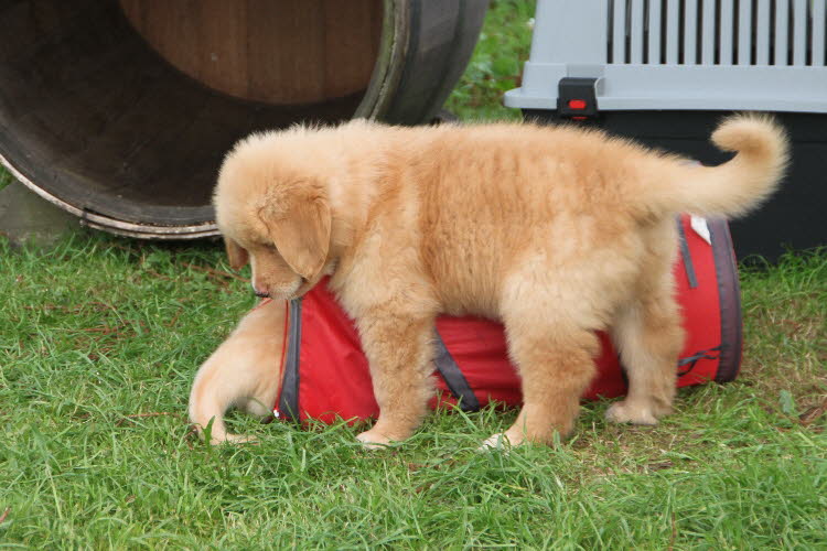 Aylins Welpen2011-07-18 19