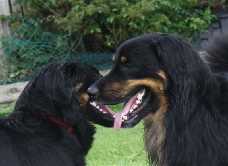 Aylins Welpen2011-07-18 24