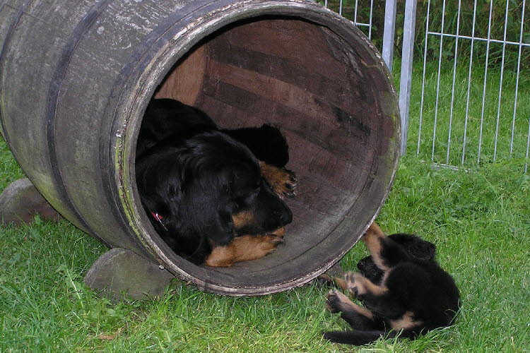 Aylins Welpen2011-07-18 25