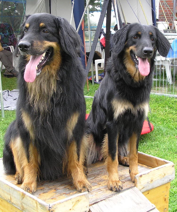 Aylins Welpen2011-07-18 31