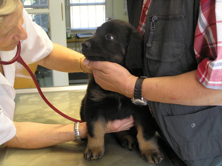 Blutprobe und Chip 2011-07-20 03