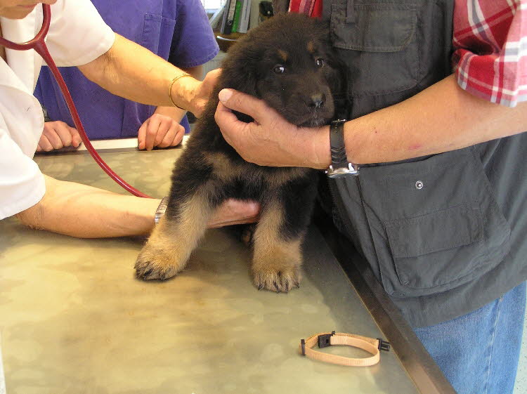 Blutprobe und Chip 2011-07-20 04