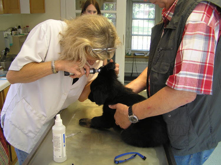 Blutprobe und Chip 2011-07-20 09