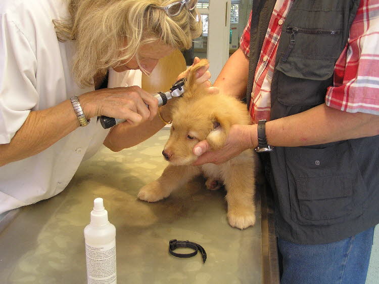 Blutprobe und Chip 2011-07-20 13